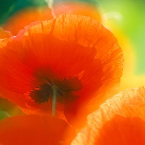 Mohn und andere (Nolde Garten)