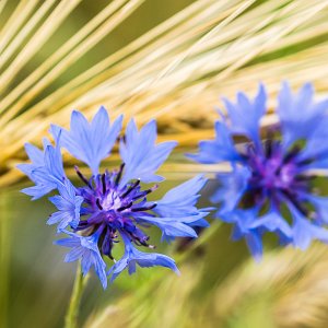 Blüten und Pflanzen